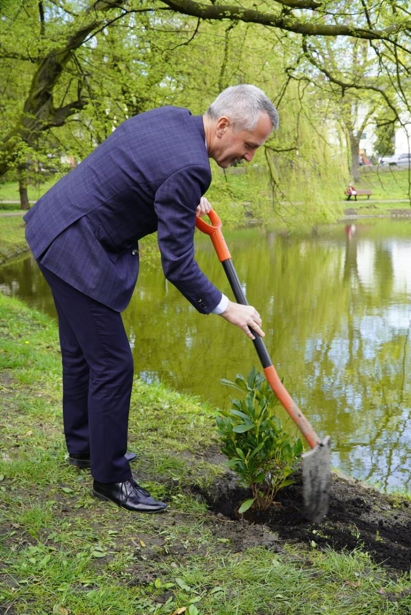 Zdjęcie w galerii na portalu naszraciborz.pl: 50 różaneczników przyozdobiło Park Roth wiadomości z regionu