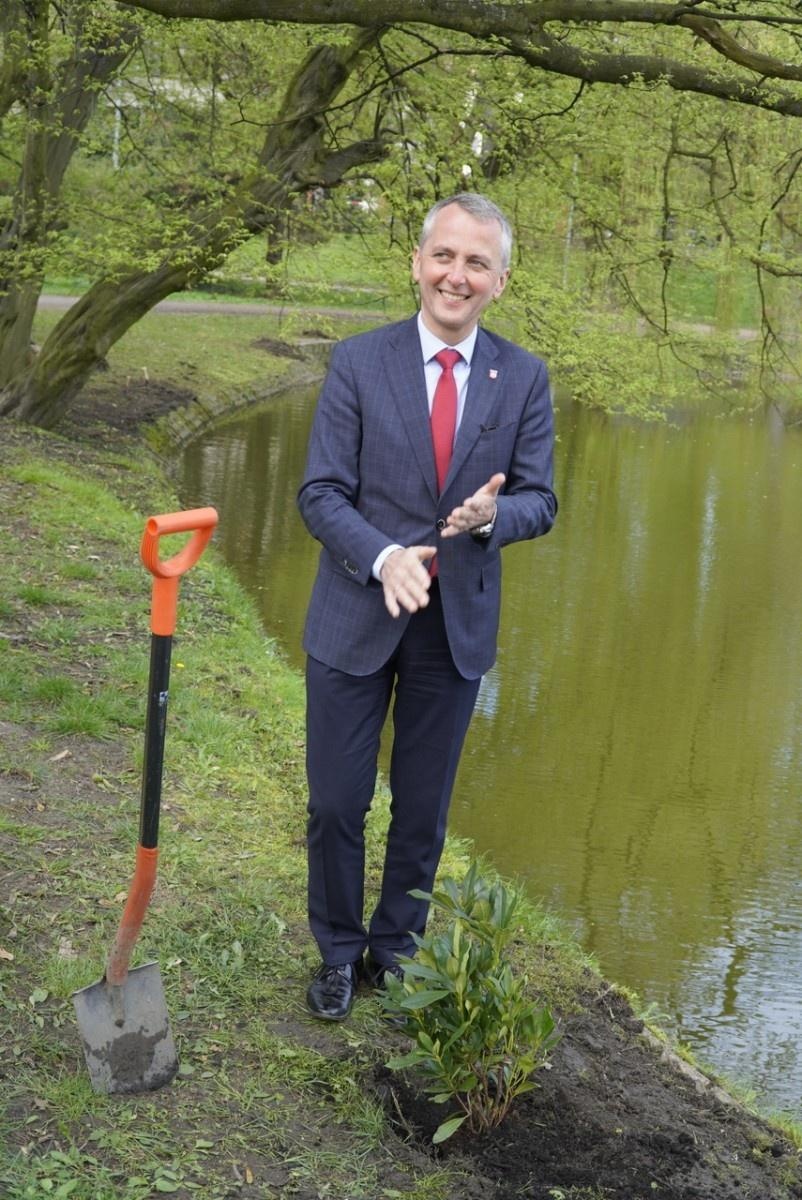 Zdjęcie w galerii na portalu naszraciborz.pl: 50 różaneczników przyozdobiło Park Roth wiadomości z regionu