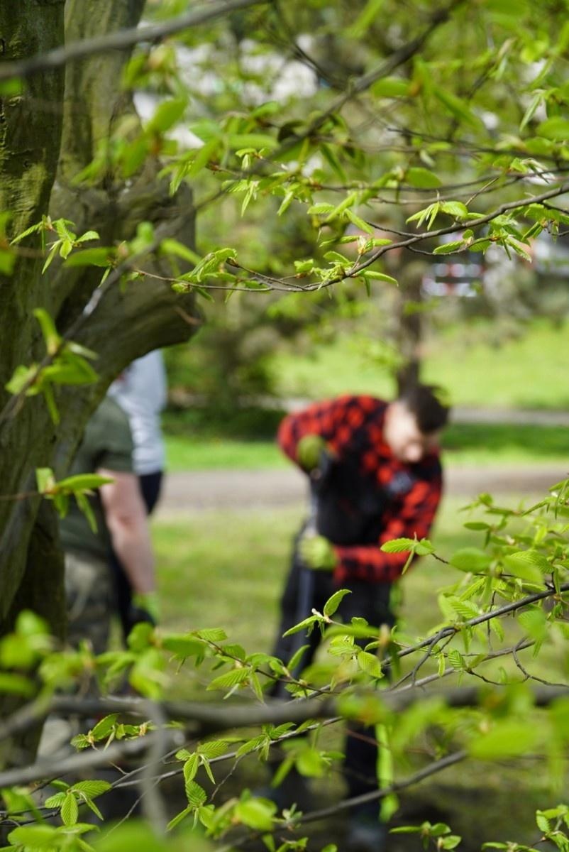 Zdjęcie w galerii na portalu naszraciborz.pl: 50 różaneczników przyozdobiło Park Roth wiadomości z regionu