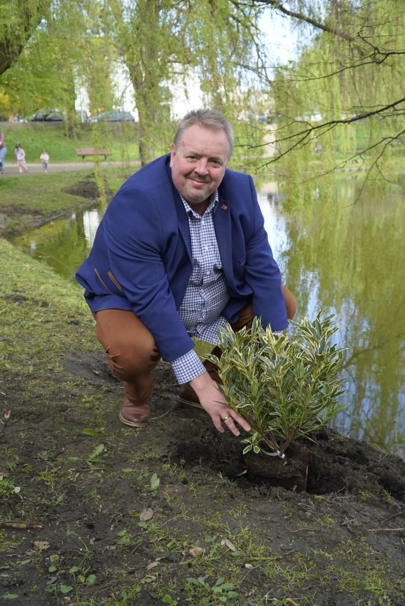 Zdjęcie w galerii na portalu naszraciborz.pl: 50 różaneczników przyozdobiło Park Roth wiadomości z regionu