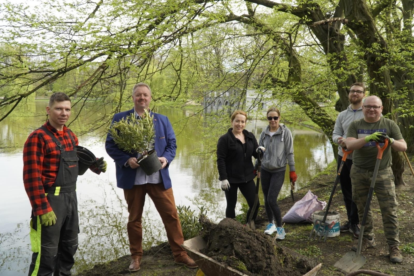 Zdjęcie w galerii na portalu naszraciborz.pl: 50 różaneczników przyozdobiło Park Roth wiadomości z regionu