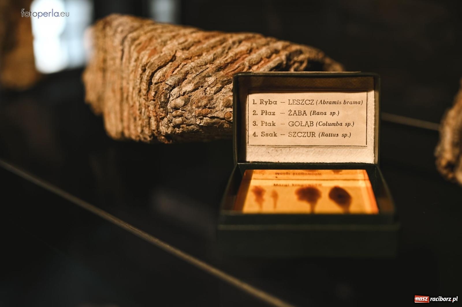 Zdjęcie w galerii na portalu naszraciborz.pl: Można zwiedzać nowe muzeum w Raciborzu. Do końca maja promocja wiadomości z regionu