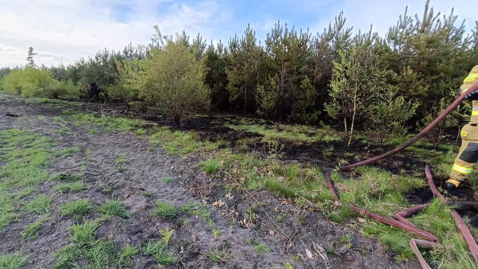 Zdjęcie w galerii na portalu naszraciborz.pl: Pożar młodnika w Kuźni Raciborskiej [FOTO] wiadomości z regionu