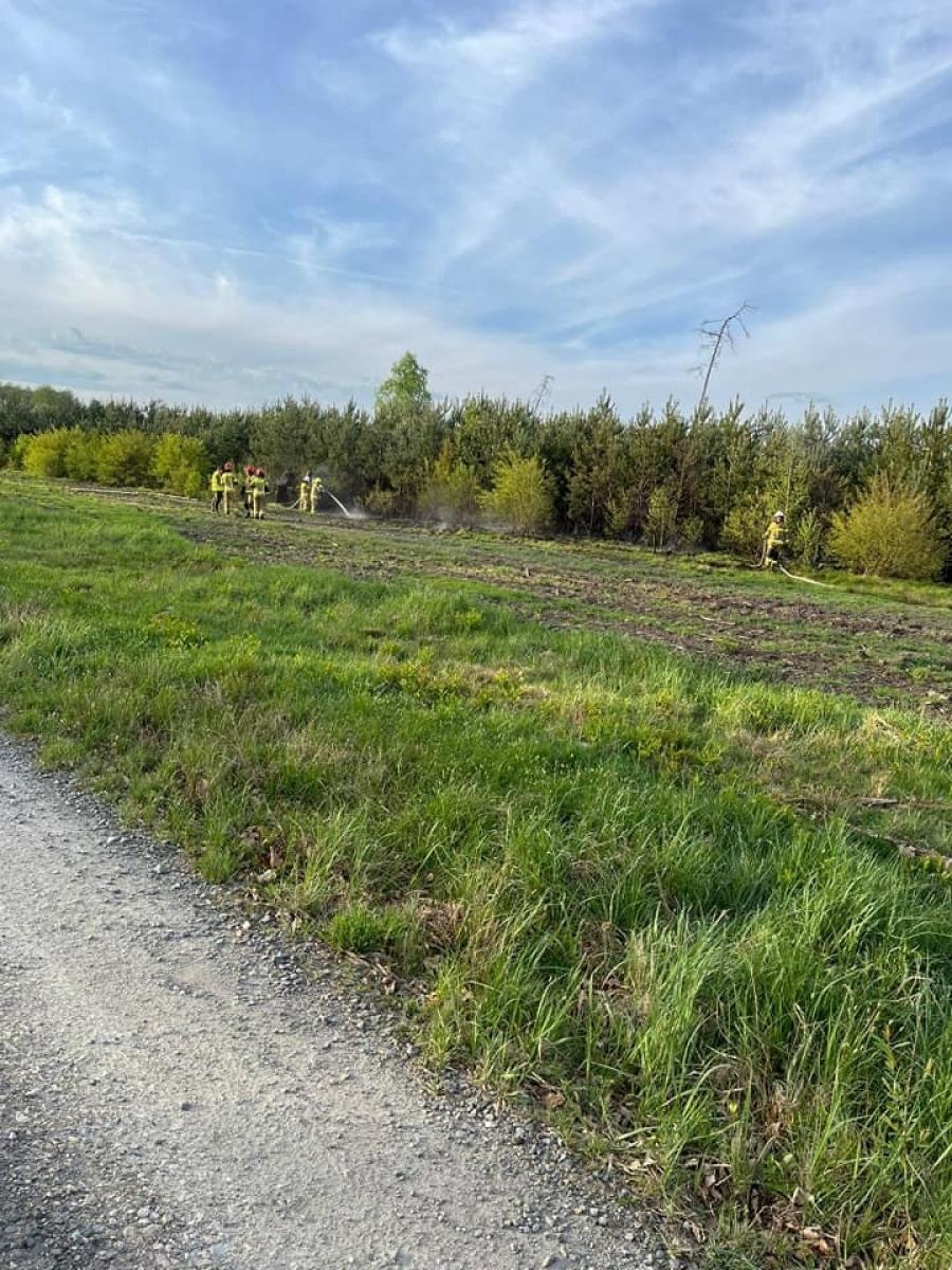 Zdjęcie w galerii na portalu naszraciborz.pl: Pożar młodnika w Kuźni Raciborskiej [FOTO] wiadomości z regionu