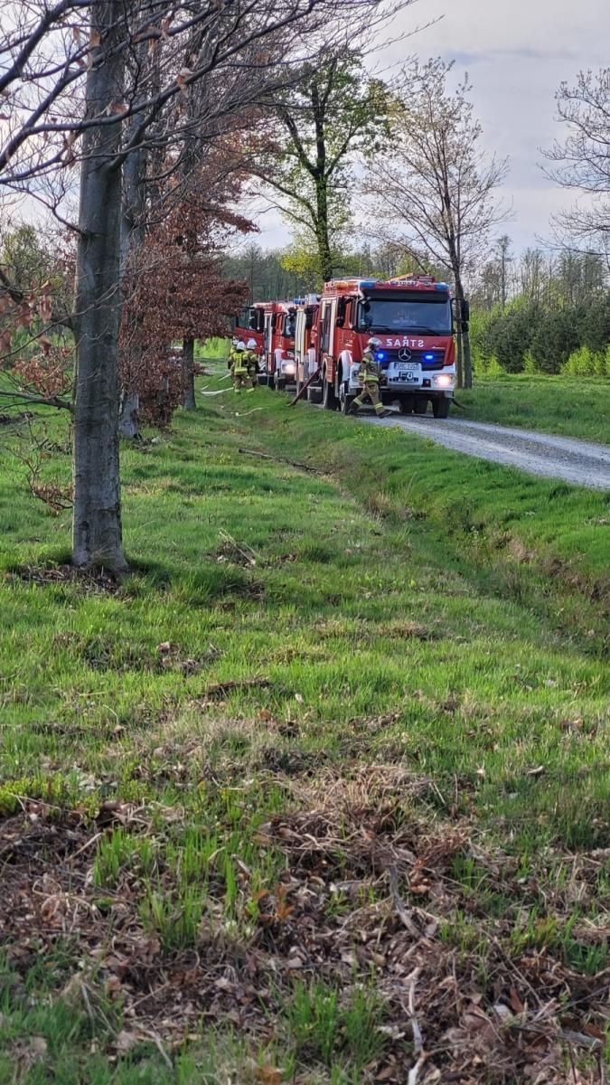 Zdjęcie w galerii na portalu naszraciborz.pl: Pożar młodnika w Kuźni Raciborskiej [FOTO] wiadomości z regionu