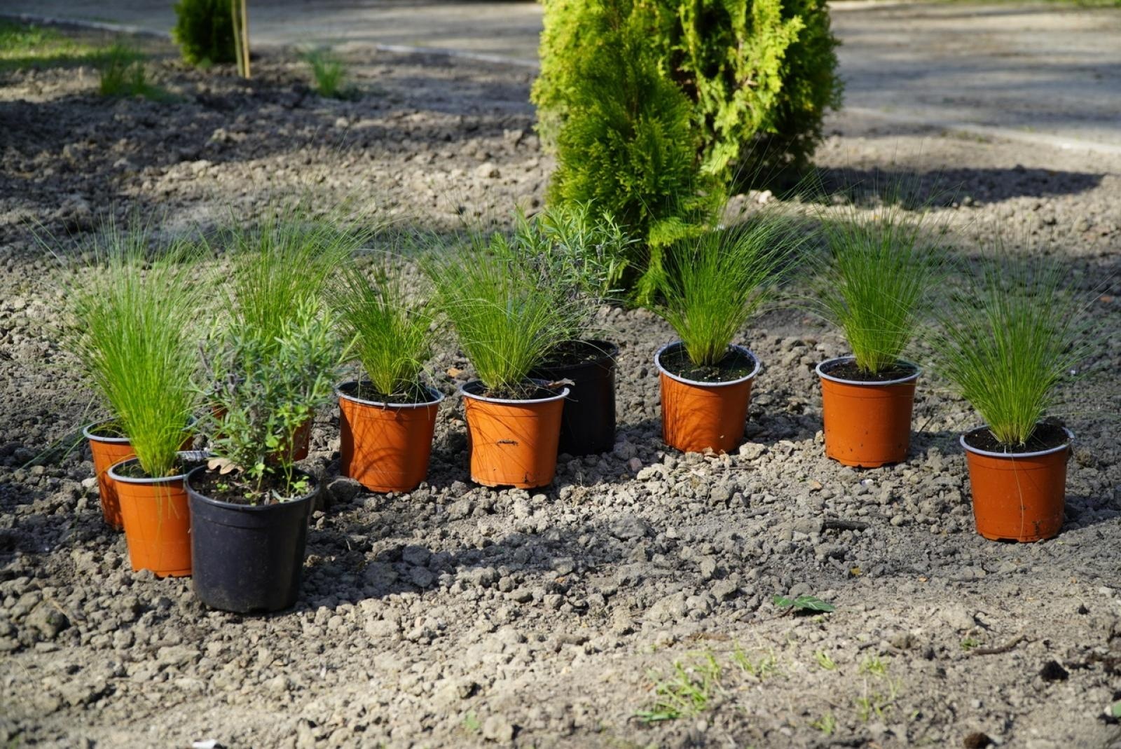 Zdjęcie w galerii na portalu naszraciborz.pl: Park im. Franciszka Stala zmienia się nie do poznania wiadomości z regionu