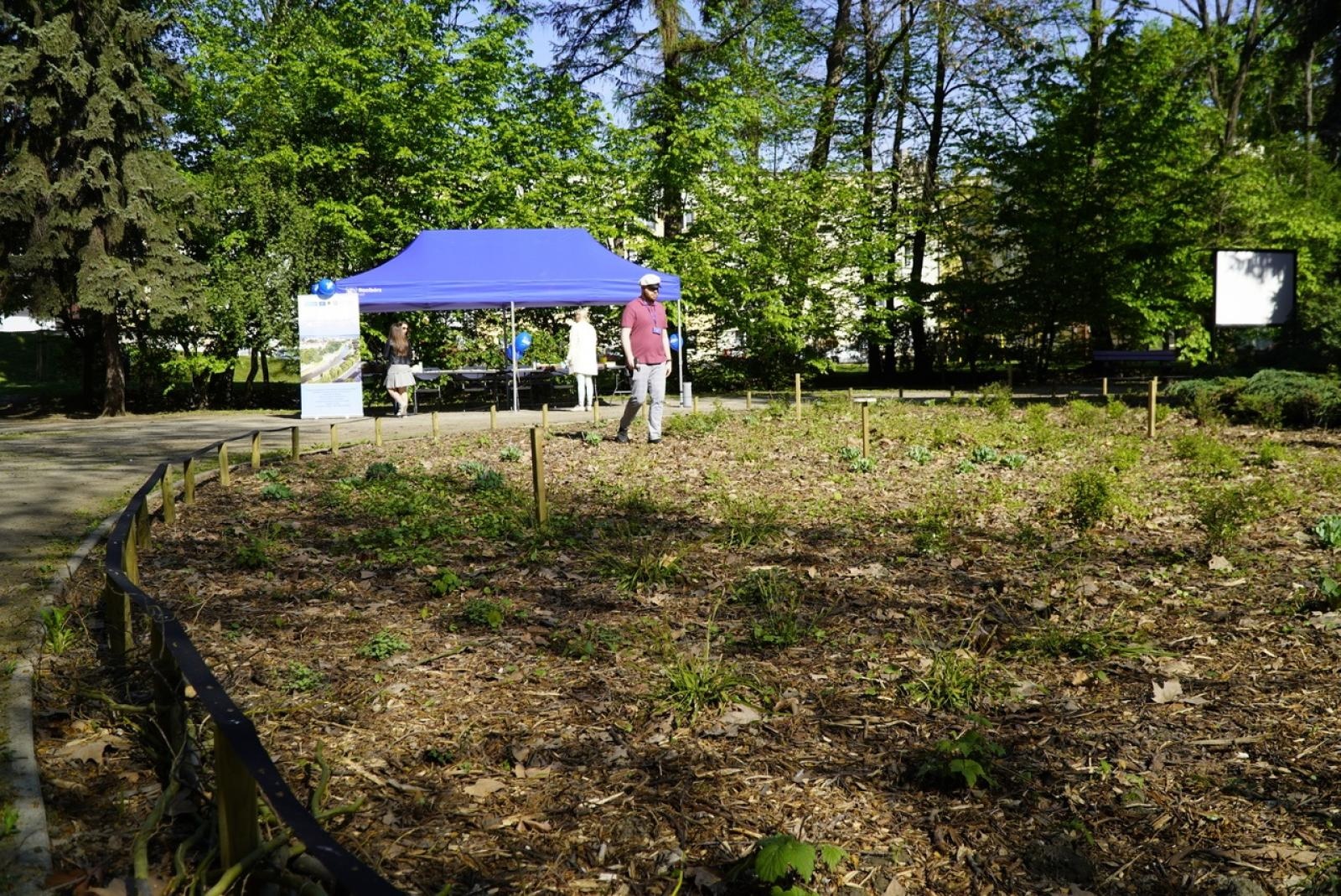 Zdjęcie w galerii na portalu naszraciborz.pl: Park im. Franciszka Stala zmienia się nie do poznania wiadomości z regionu