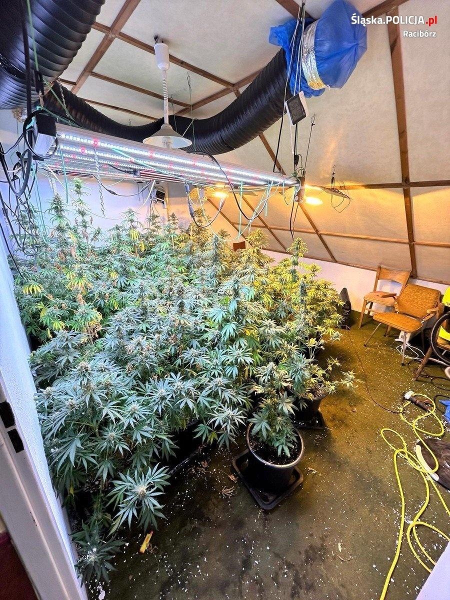 Zdjęcie w galerii na portalu naszraciborz.pl: Akcja raciborskiej policji i CBŚP przeciwko dilerom narkotyków wiadomości z regionu