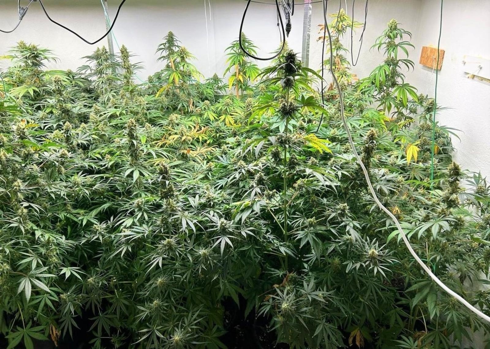 Zdjęcie w galerii na portalu naszraciborz.pl: Akcja raciborskiej policji i CBŚP przeciwko dilerom narkotyków wiadomości z regionu