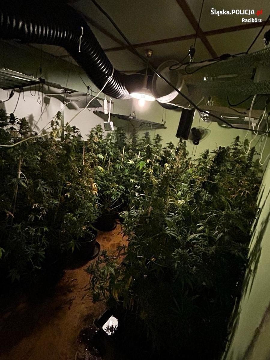 Zdjęcie w galerii na portalu naszraciborz.pl: Akcja raciborskiej policji i CBŚP przeciwko dilerom narkotyków wiadomości z regionu