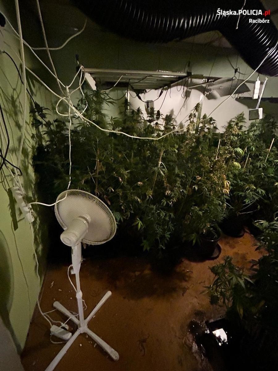 Zdjęcie w galerii na portalu naszraciborz.pl: Akcja raciborskiej policji i CBŚP przeciwko dilerom narkotyków wiadomości z regionu