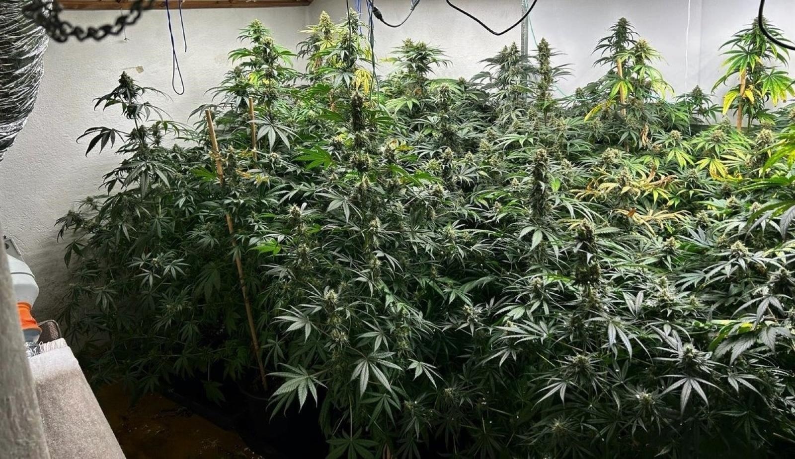 Zdjęcie w galerii na portalu naszraciborz.pl: Akcja raciborskiej policji i CBŚP przeciwko dilerom narkotyków wiadomości z regionu