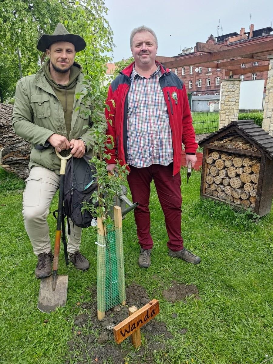 Zdjęcie w galerii na portalu naszraciborz.pl: Dwie wyjątkowe grusze upiększyły Park Jordanowski wiadomości z regionu
