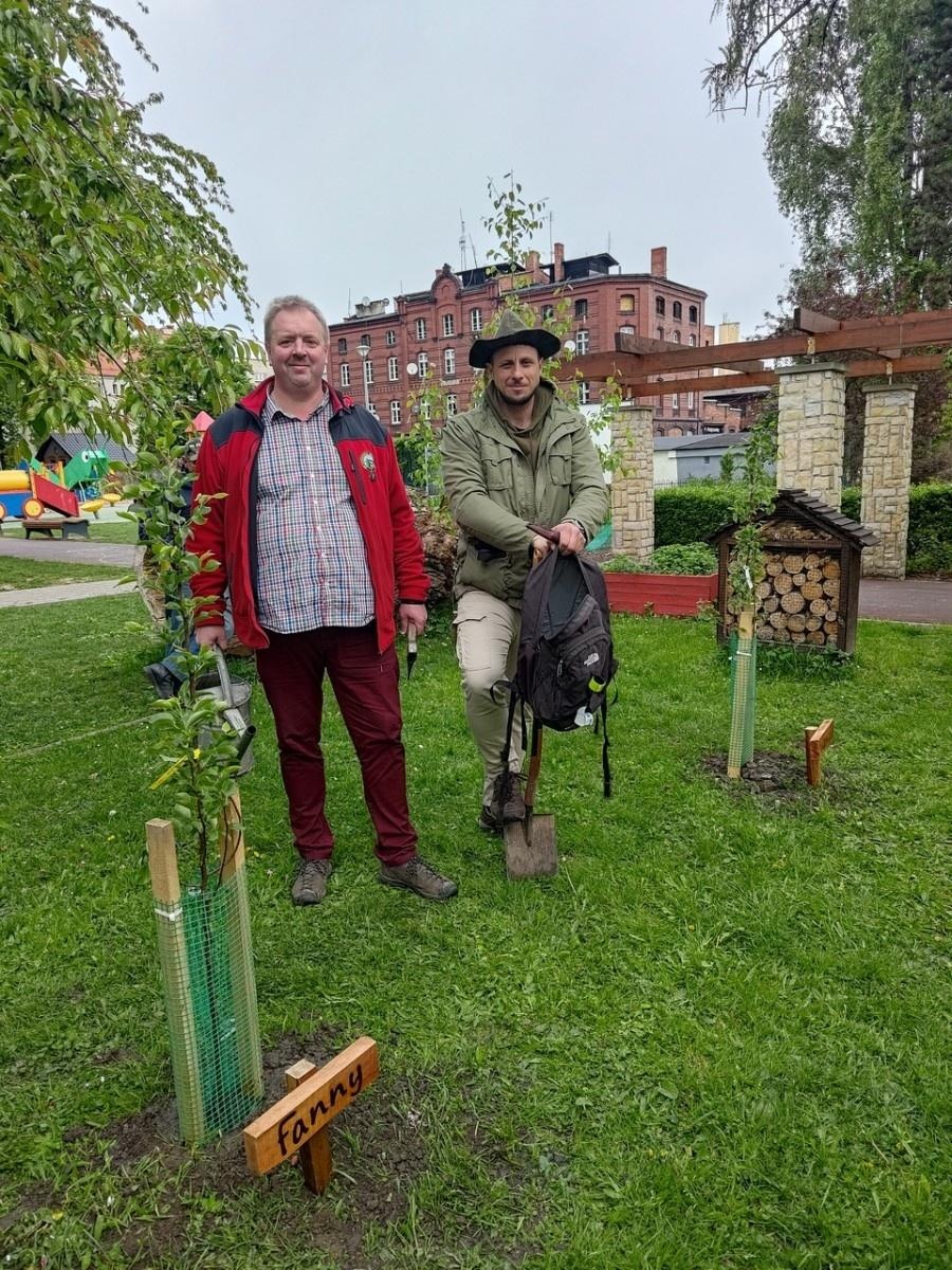 Zdjęcie w galerii na portalu naszraciborz.pl: Dwie wyjątkowe grusze upiększyły Park Jordanowski wiadomości z regionu