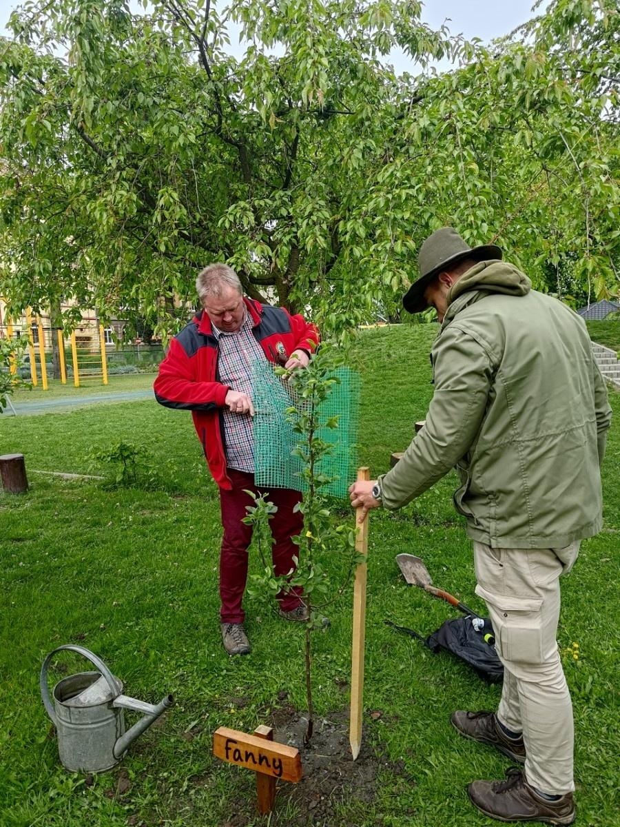 Zdjęcie w galerii na portalu naszraciborz.pl: Dwie wyjątkowe grusze upiększyły Park Jordanowski wiadomości z regionu