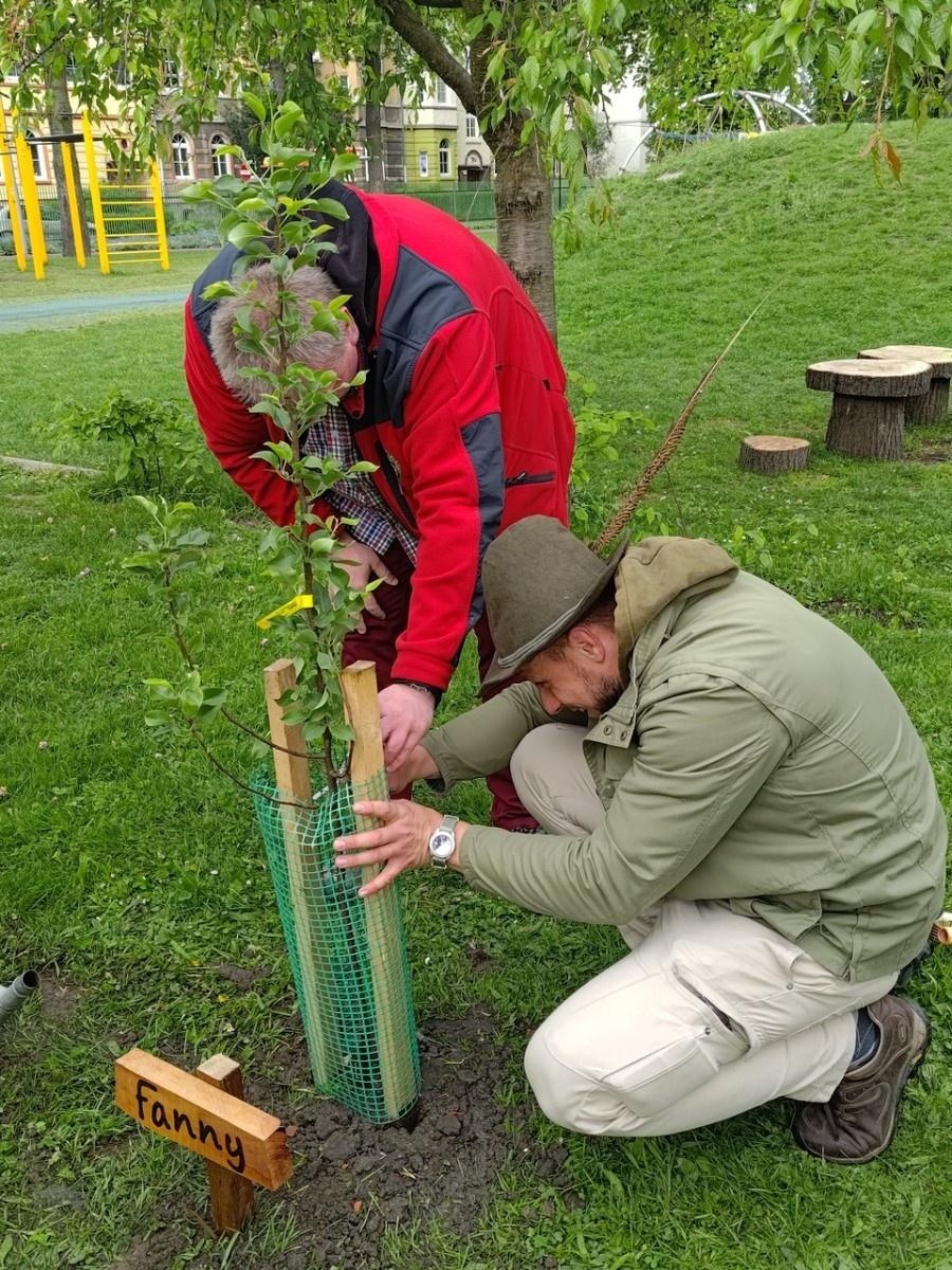 Zdjęcie w galerii na portalu naszraciborz.pl: Dwie wyjątkowe grusze upiększyły Park Jordanowski wiadomości z regionu