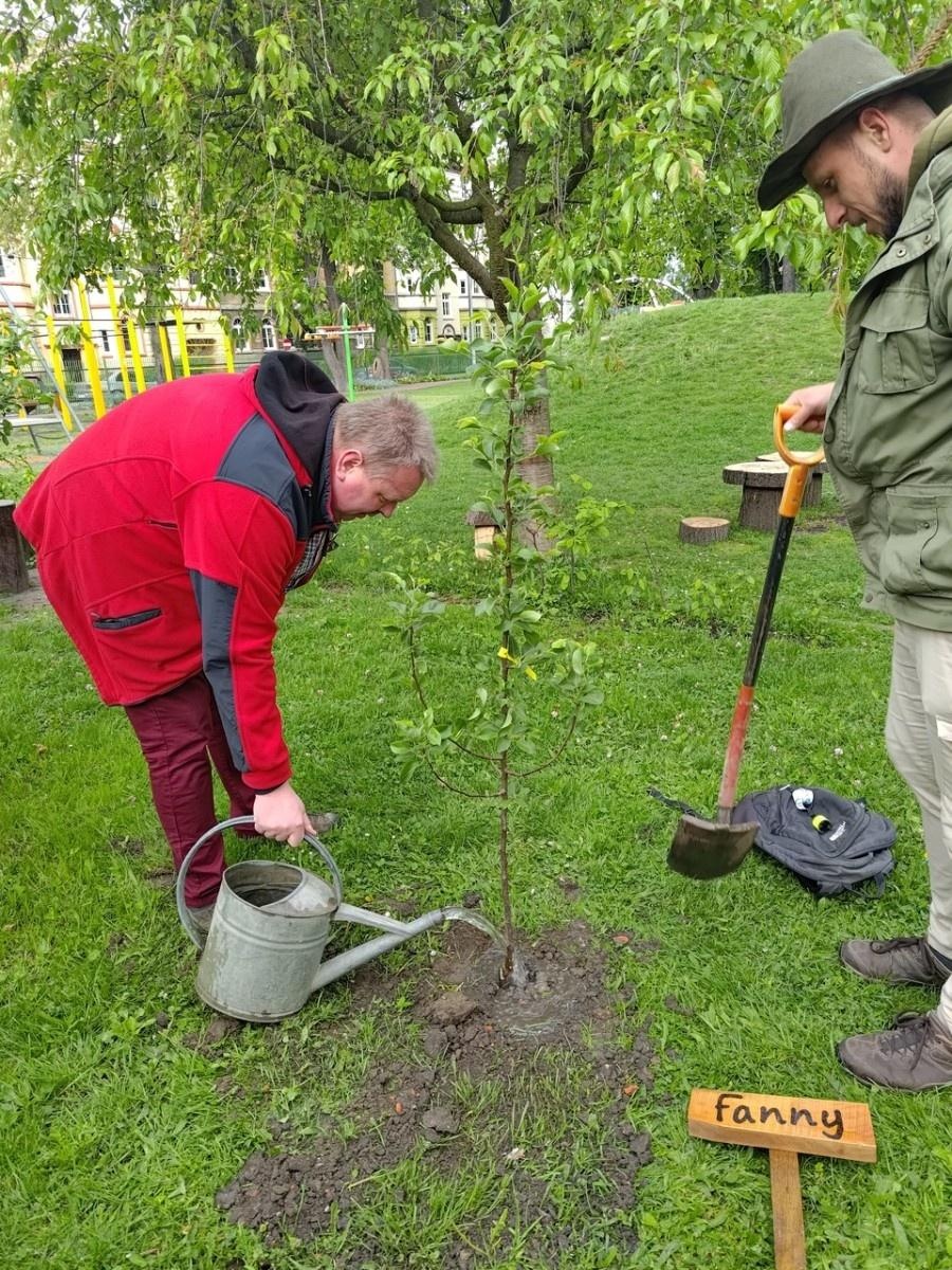Zdjęcie w galerii na portalu naszraciborz.pl: Dwie wyjątkowe grusze upiększyły Park Jordanowski wiadomości z regionu