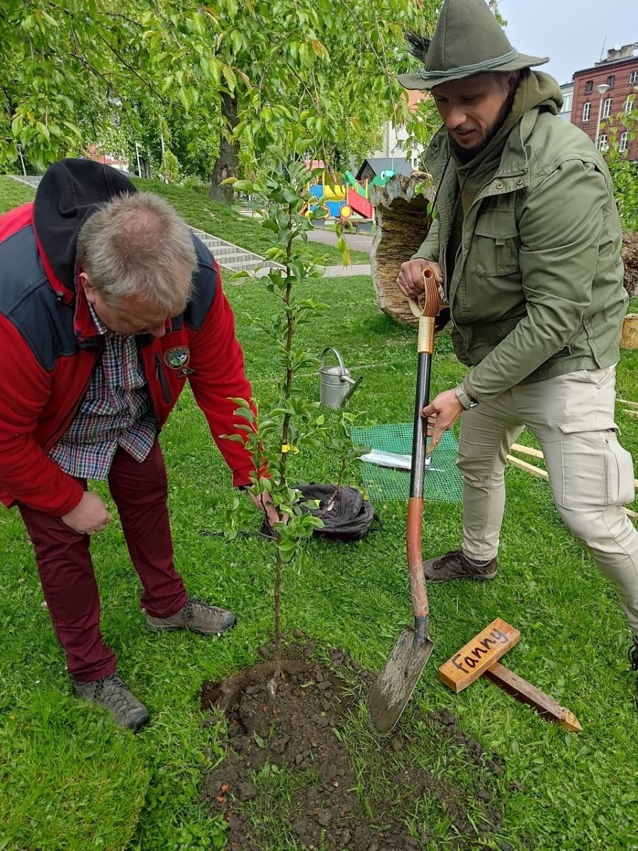 Zdjęcie w galerii na portalu naszraciborz.pl: Dwie wyjątkowe grusze upiększyły Park Jordanowski wiadomości z regionu