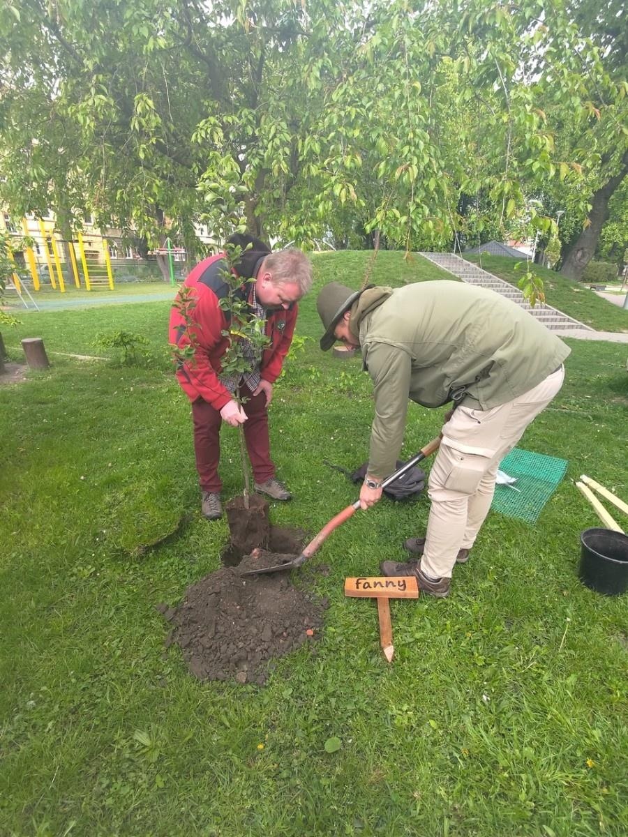 Zdjęcie w galerii na portalu naszraciborz.pl: Dwie wyjątkowe grusze upiększyły Park Jordanowski wiadomości z regionu