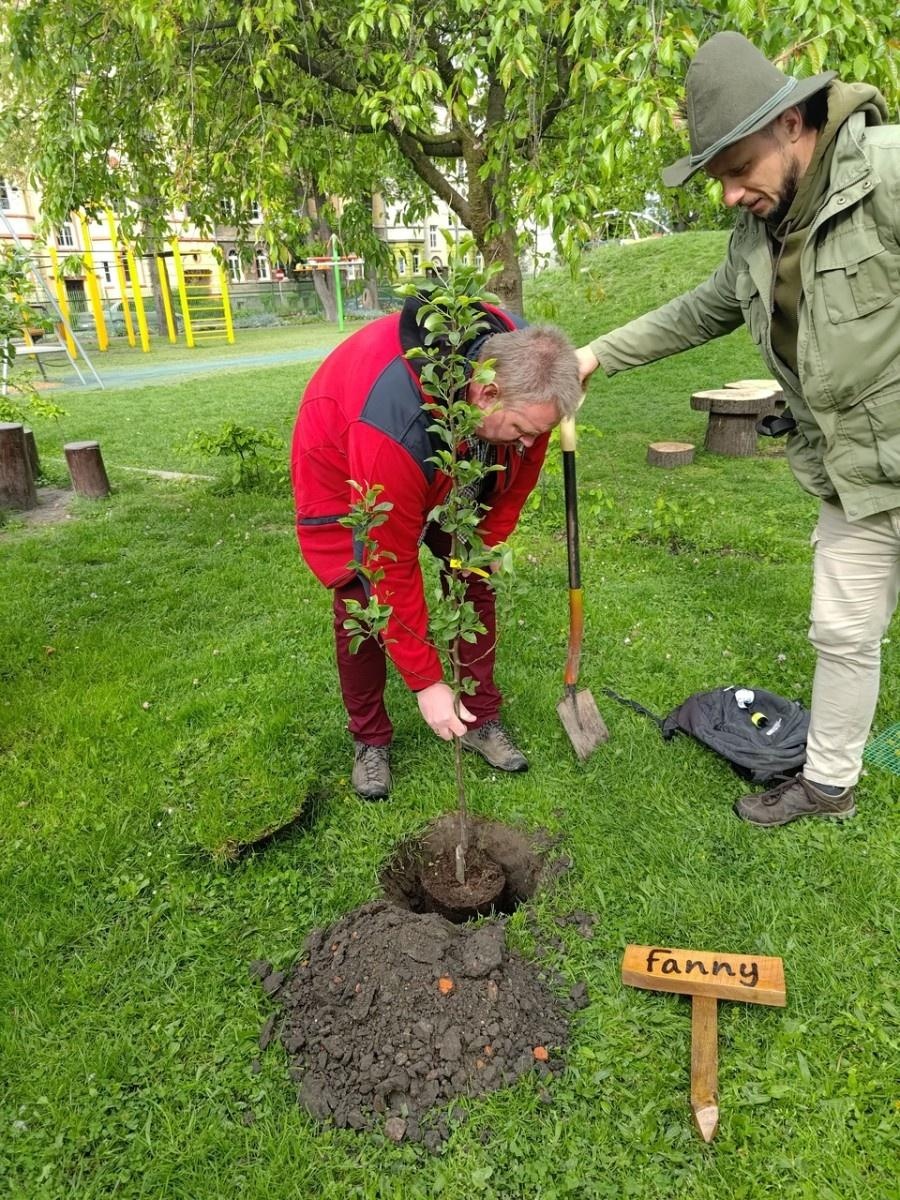 Zdjęcie w galerii na portalu naszraciborz.pl: Dwie wyjątkowe grusze upiększyły Park Jordanowski wiadomości z regionu