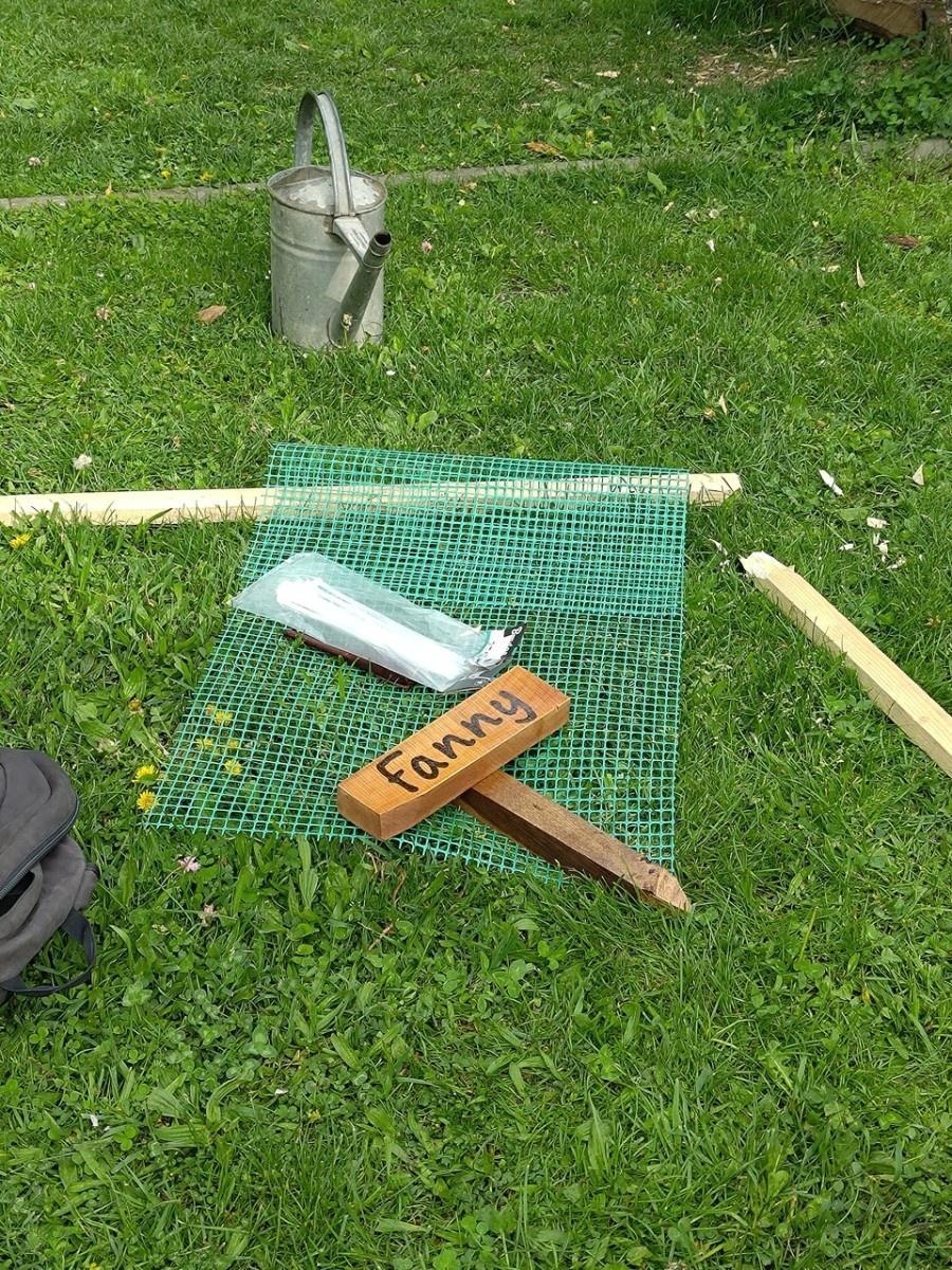 Zdjęcie w galerii na portalu naszraciborz.pl: Dwie wyjątkowe grusze upiększyły Park Jordanowski wiadomości z regionu