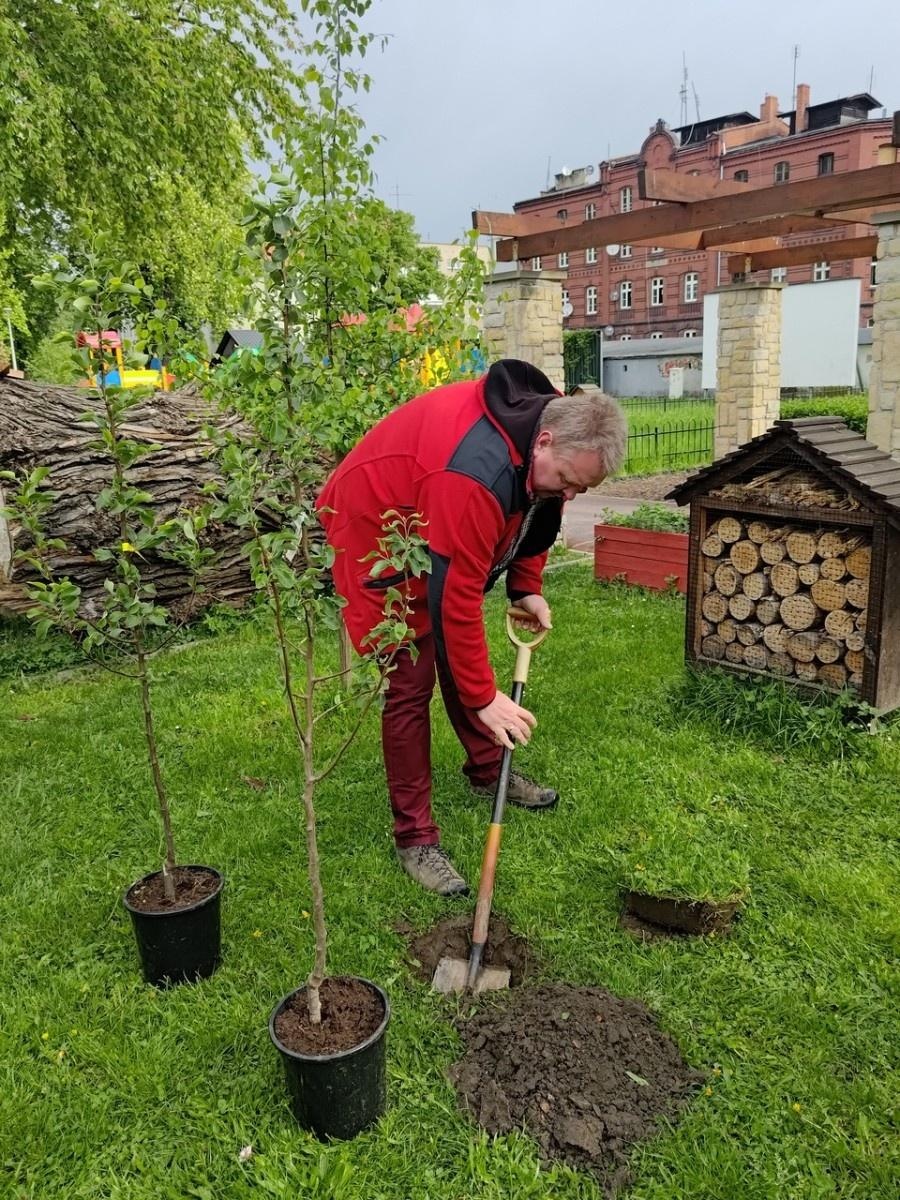 Zdjęcie w galerii na portalu naszraciborz.pl: Dwie wyjątkowe grusze upiększyły Park Jordanowski wiadomości z regionu