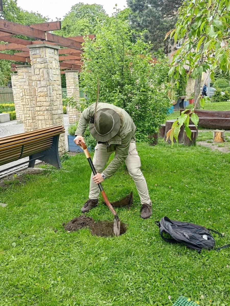 Zdjęcie w galerii na portalu naszraciborz.pl: Dwie wyjątkowe grusze upiększyły Park Jordanowski wiadomości z regionu