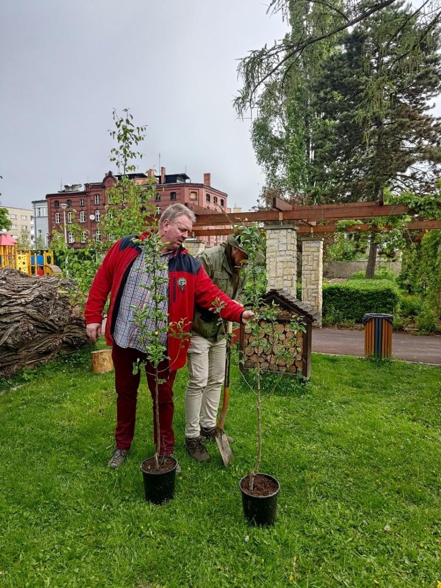 Zdjęcie w galerii na portalu naszraciborz.pl: Dwie wyjątkowe grusze upiększyły Park Jordanowski wiadomości z regionu