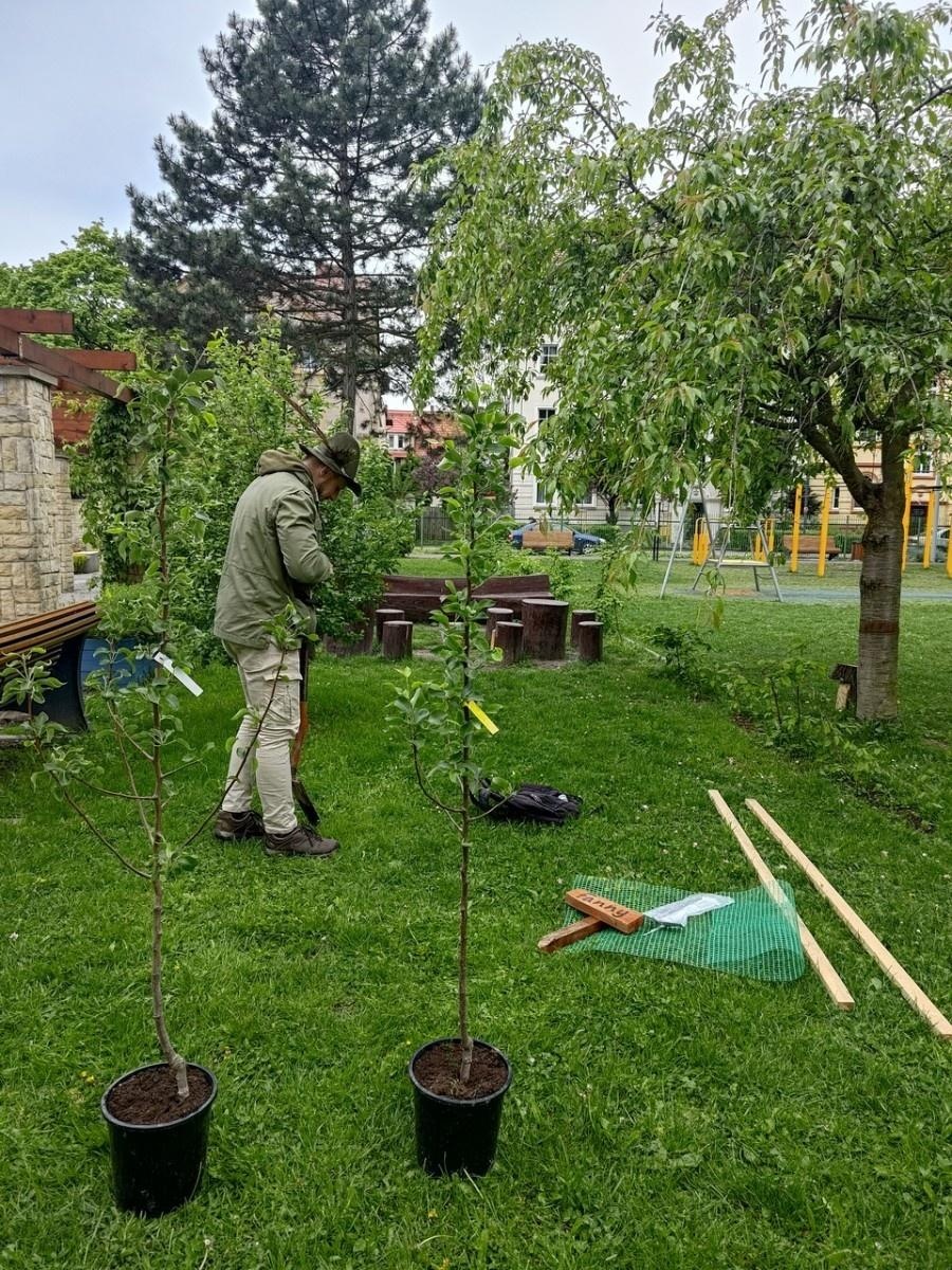 Zdjęcie w galerii na portalu naszraciborz.pl: Dwie wyjątkowe grusze upiększyły Park Jordanowski wiadomości z regionu
