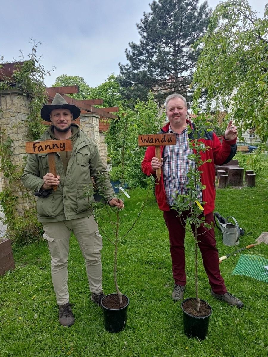 Zdjęcie w galerii na portalu naszraciborz.pl: Dwie wyjątkowe grusze upiększyły Park Jordanowski wiadomości z regionu