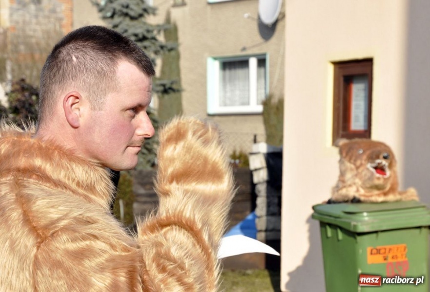 Zdjęcie w galerii na portalu naszraciborz.pl: Zatańcz z berem. Na szczęście wiadomości z regionu