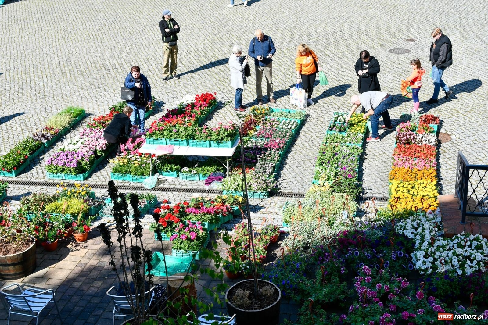 Zdjęcie w galerii na portalu naszraciborz.pl: Zamkowy dziedziniec pełen kwiatów [FOTO i WIDEO] wiadomości z regionu