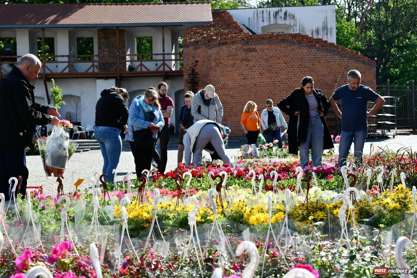 Zdjęcie w galerii na portalu naszraciborz.pl: Zamkowy dziedziniec pełen kwiatów [FOTO i WIDEO] wiadomości z regionu