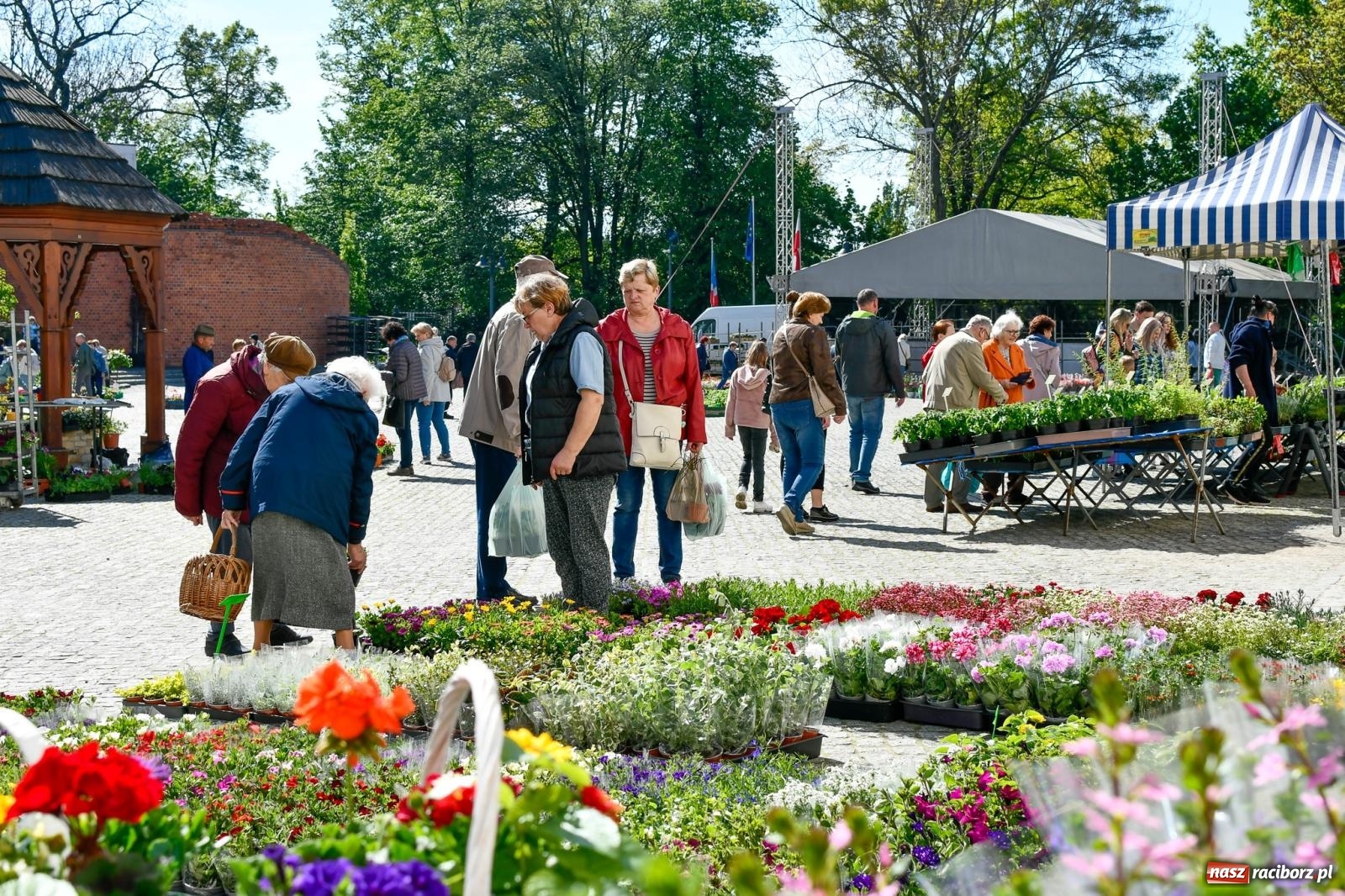 Zdjęcie w galerii na portalu naszraciborz.pl: Zamkowy dziedziniec pełen kwiatów [FOTO i WIDEO] wiadomości z regionu