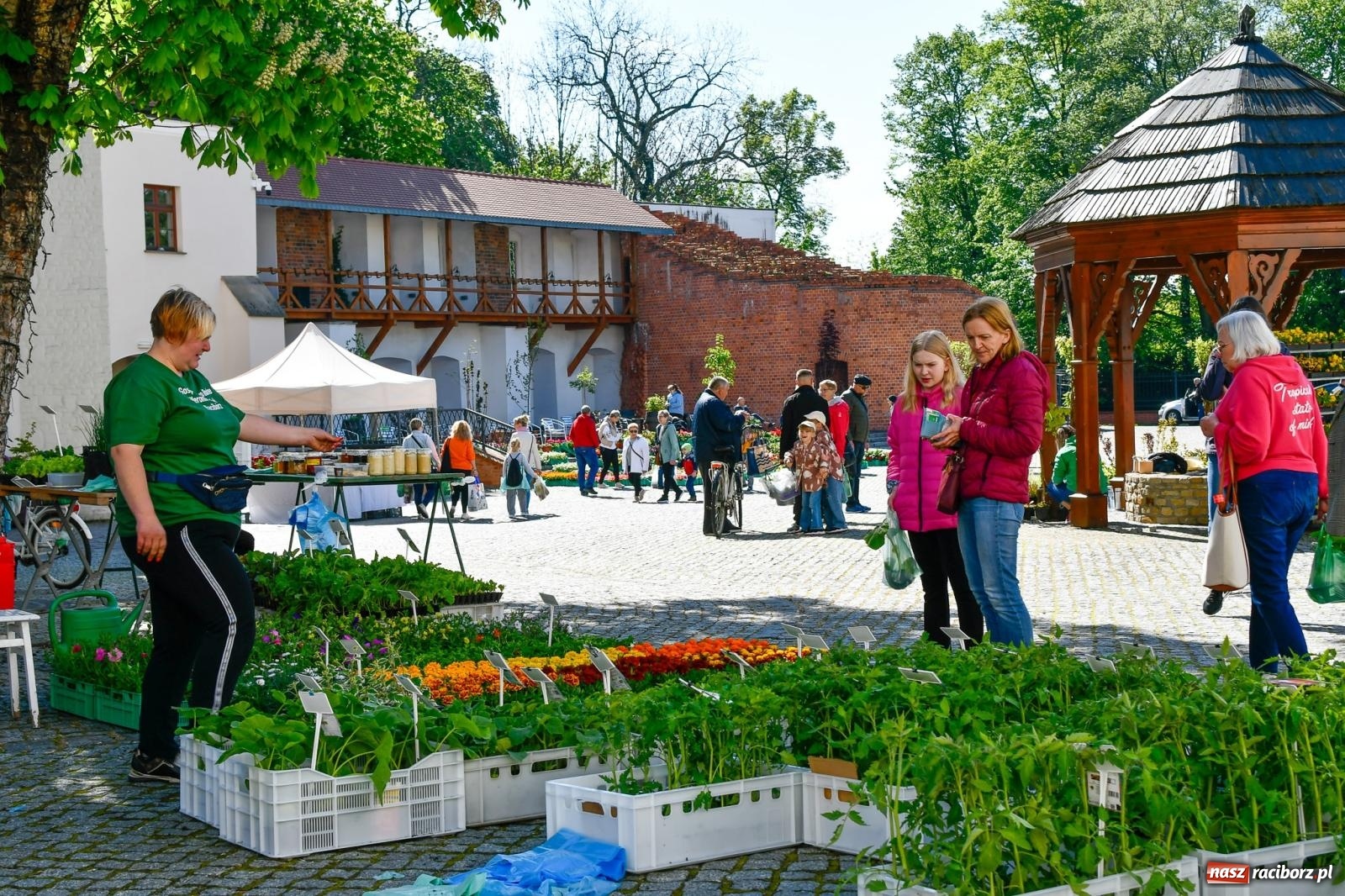 Zdjęcie w galerii na portalu naszraciborz.pl: Zamkowy dziedziniec pełen kwiatów [FOTO i WIDEO] wiadomości z regionu