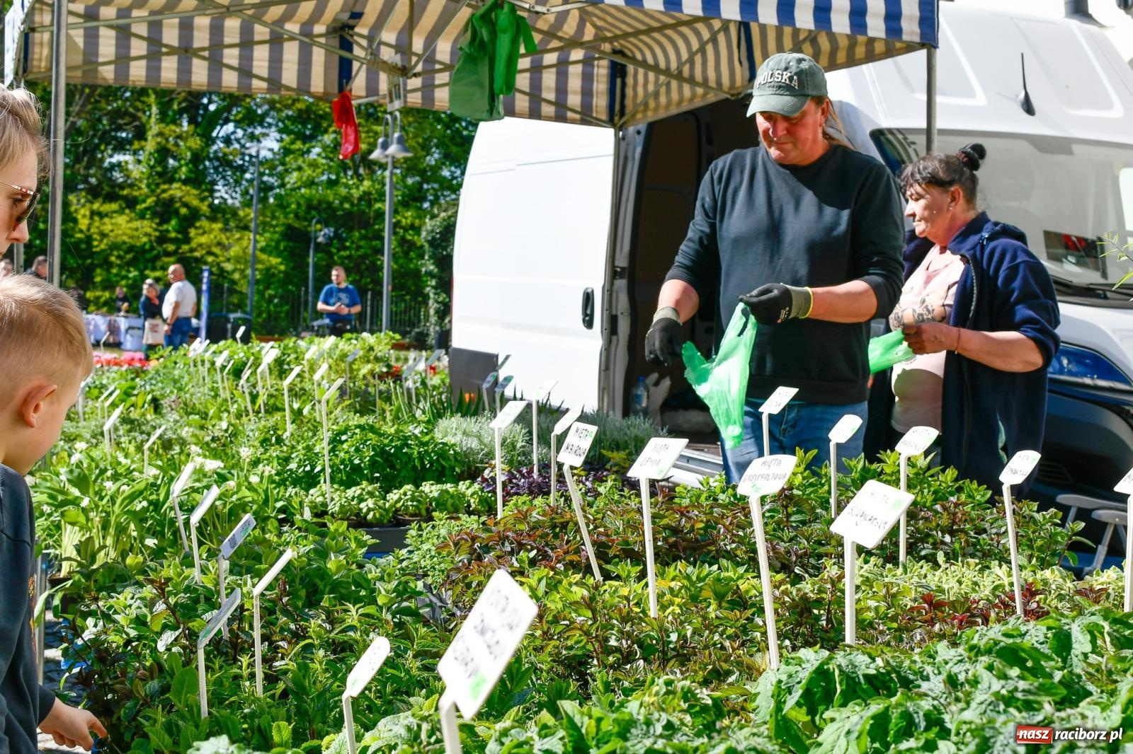 Zdjęcie w galerii na portalu naszraciborz.pl: Zamkowy dziedziniec pełen kwiatów [FOTO i WIDEO] wiadomości z regionu