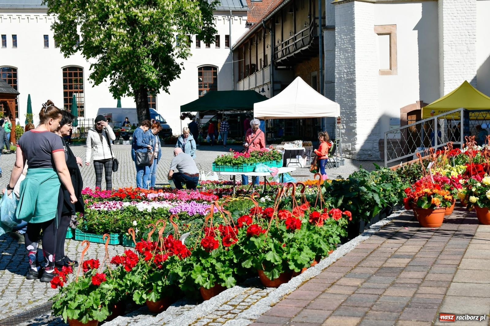 Zdjęcie w galerii na portalu naszraciborz.pl: Zamkowy dziedziniec pełen kwiatów [FOTO i WIDEO] wiadomości z regionu