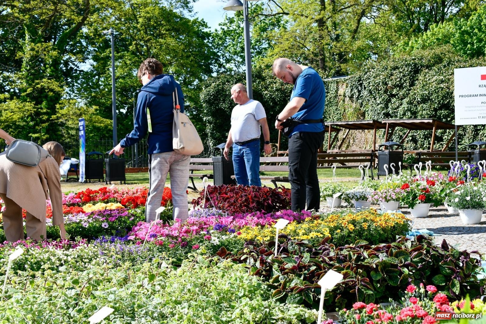 Zdjęcie w galerii na portalu naszraciborz.pl: Zamkowy dziedziniec pełen kwiatów [FOTO i WIDEO] wiadomości z regionu
