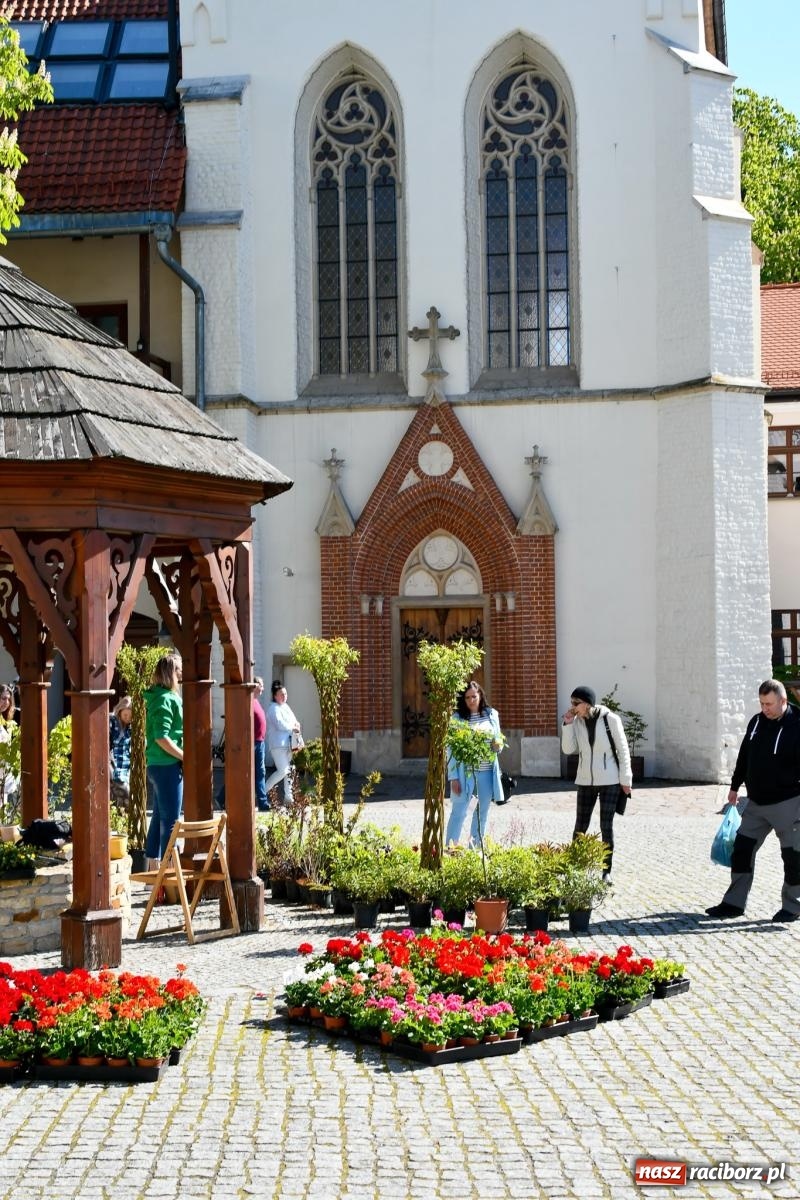 Zdjęcie w galerii na portalu naszraciborz.pl: Zamkowy dziedziniec pełen kwiatów [FOTO i WIDEO] wiadomości z regionu