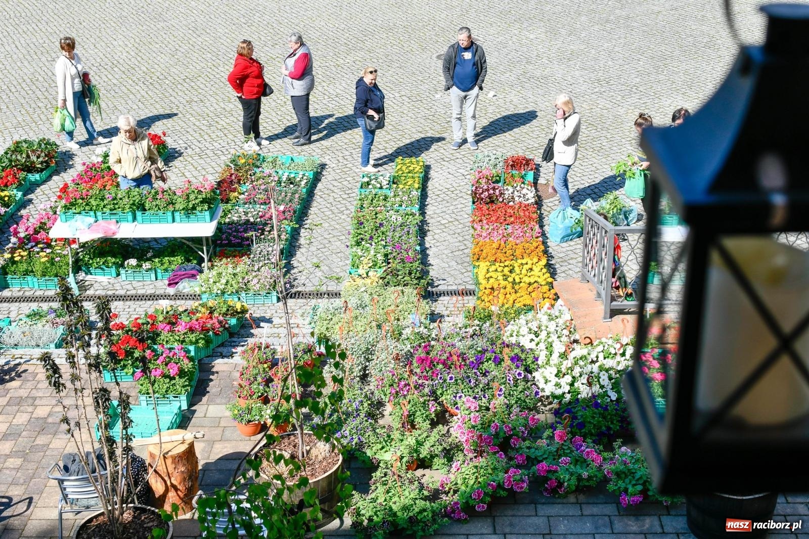 Zdjęcie w galerii na portalu naszraciborz.pl: Zamkowy dziedziniec pełen kwiatów [FOTO i WIDEO] wiadomości z regionu