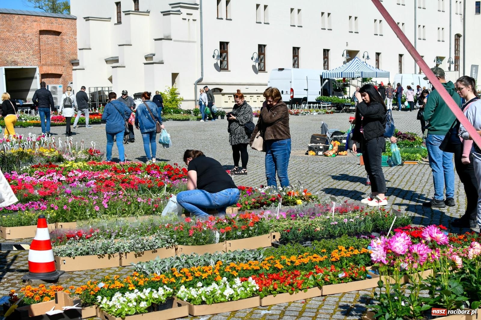 Zdjęcie w galerii na portalu naszraciborz.pl: Zamkowy dziedziniec pełen kwiatów [FOTO i WIDEO] wiadomości z regionu