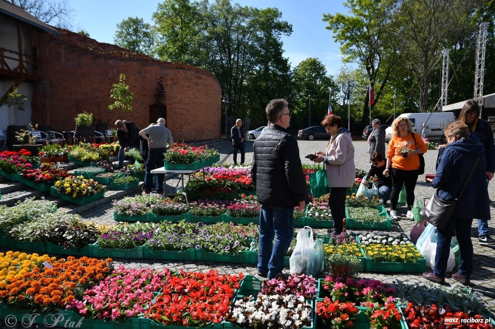 Zdjęcie w galerii na portalu naszraciborz.pl: Zamkowy dziedziniec pełen kwiatów [FOTO i WIDEO] wiadomości z regionu