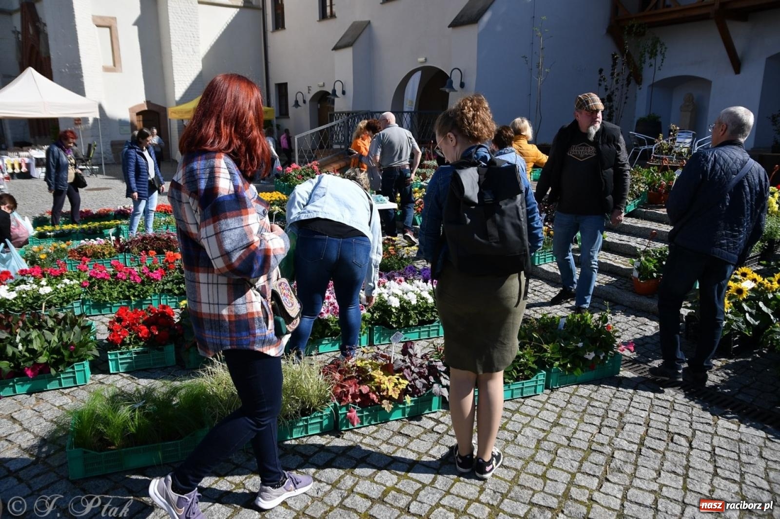 Zdjęcie w galerii na portalu naszraciborz.pl: Zamkowy dziedziniec pełen kwiatów [FOTO i WIDEO] wiadomości z regionu