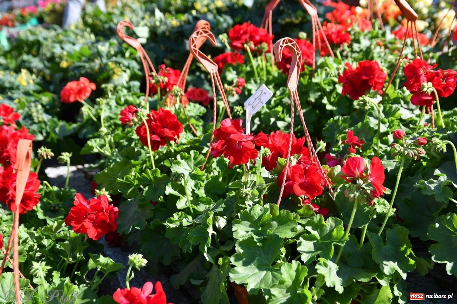 Zdjęcie w galerii na portalu naszraciborz.pl: Zamkowy dziedziniec pełen kwiatów [FOTO i WIDEO] wiadomości z regionu