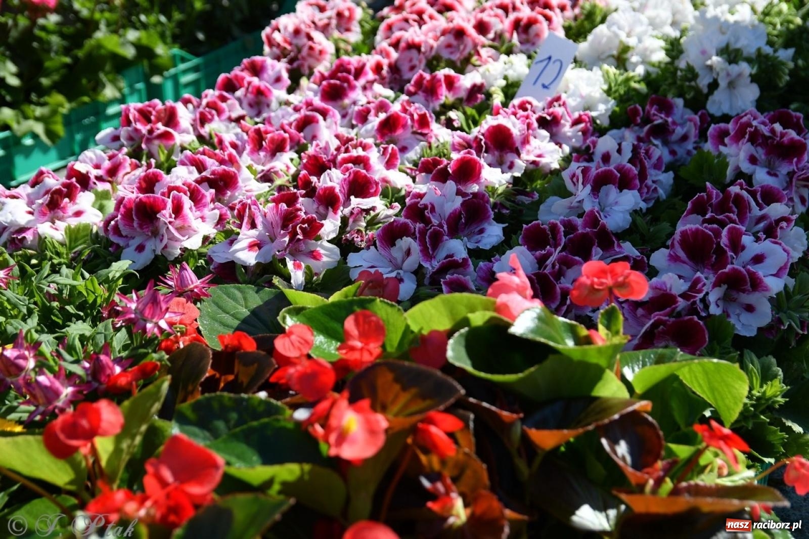 Zdjęcie w galerii na portalu naszraciborz.pl: Zamkowy dziedziniec pełen kwiatów [FOTO i WIDEO] wiadomości z regionu