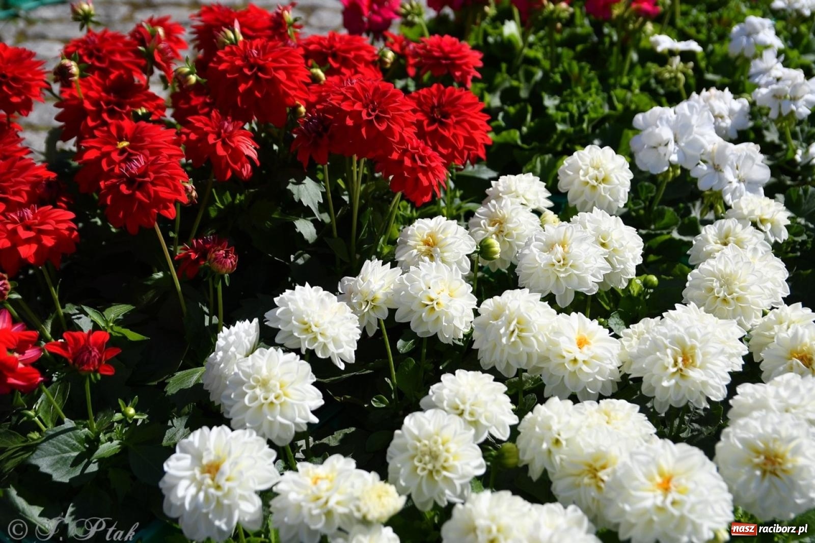Zdjęcie w galerii na portalu naszraciborz.pl: Zamkowy dziedziniec pełen kwiatów [FOTO i WIDEO] wiadomości z regionu