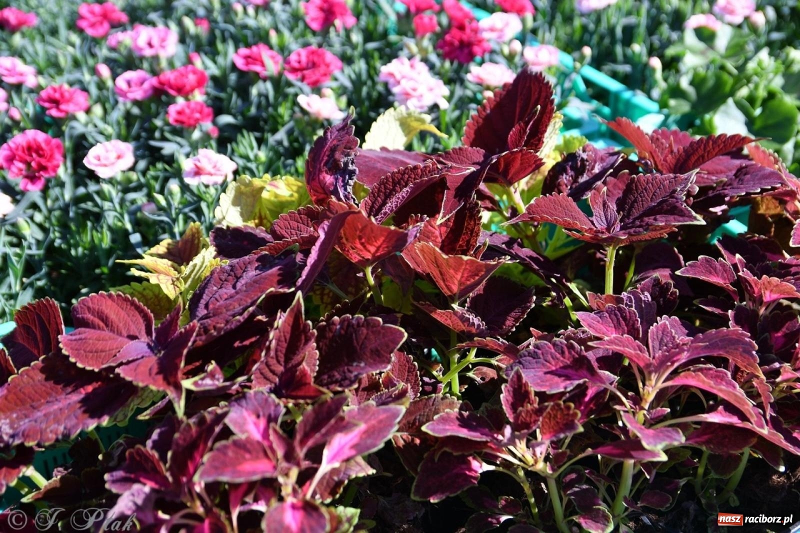 Zdjęcie w galerii na portalu naszraciborz.pl: Zamkowy dziedziniec pełen kwiatów [FOTO i WIDEO] wiadomości z regionu