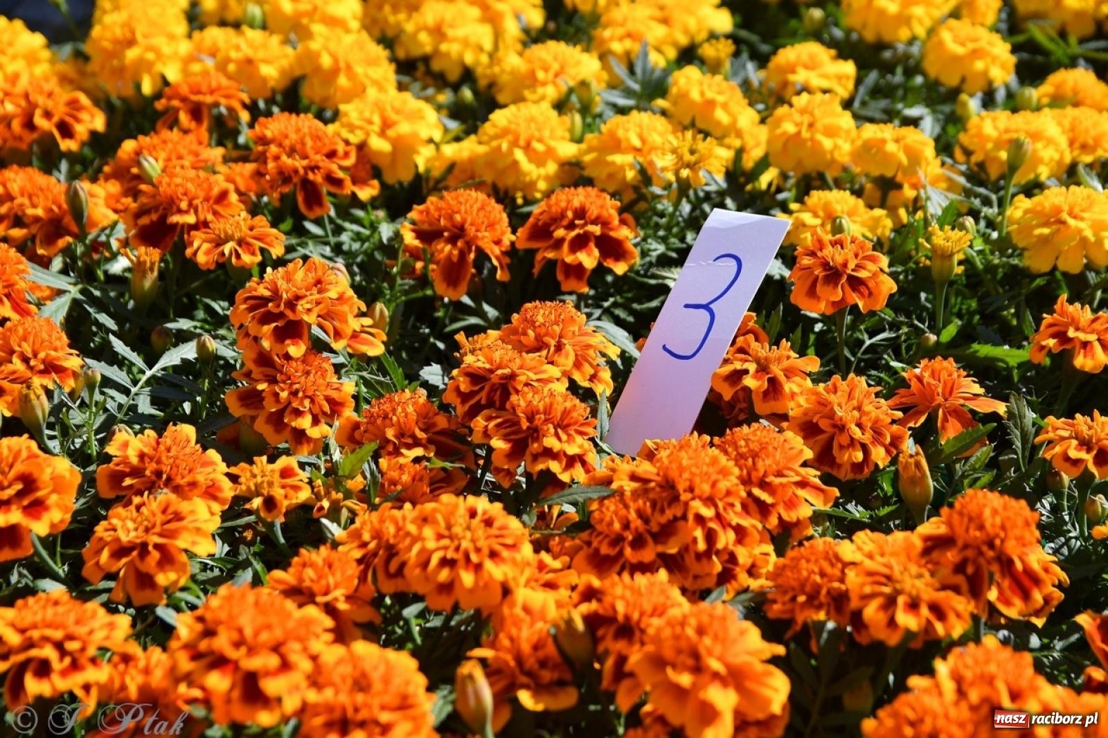 Zdjęcie w galerii na portalu naszraciborz.pl: Zamkowy dziedziniec pełen kwiatów [FOTO i WIDEO] wiadomości z regionu