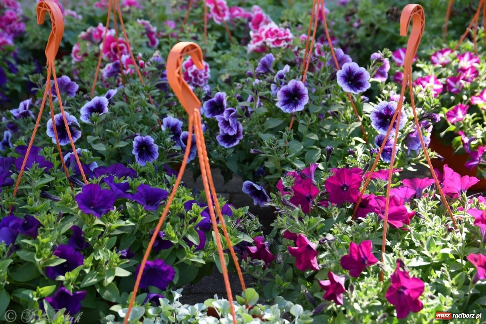 Zdjęcie w galerii na portalu naszraciborz.pl: Zamkowy dziedziniec pełen kwiatów [FOTO i WIDEO] wiadomości z regionu