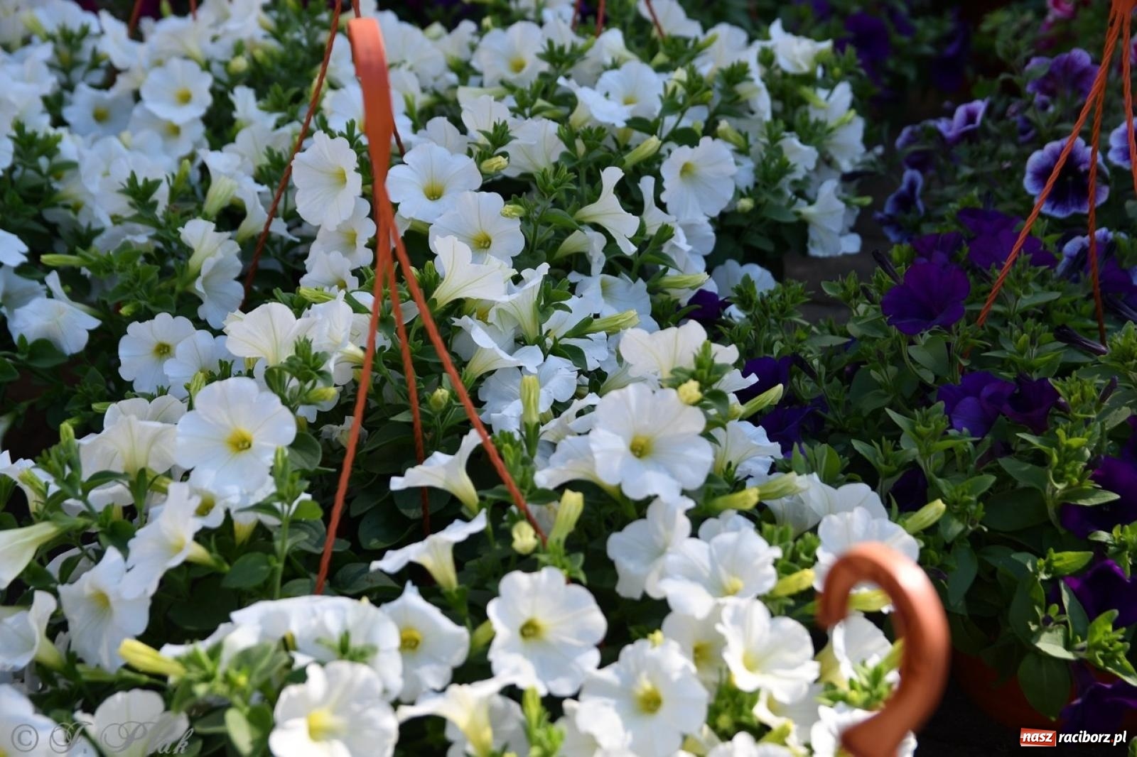 Zdjęcie w galerii na portalu naszraciborz.pl: Zamkowy dziedziniec pełen kwiatów [FOTO i WIDEO] wiadomości z regionu